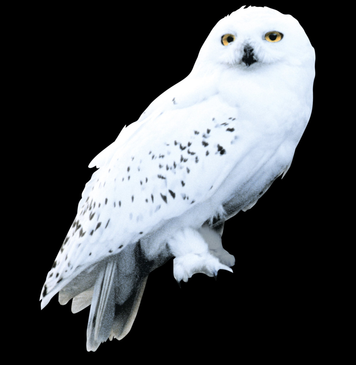 Imagen Hedwig